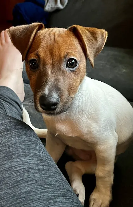 The Beacon Veterinary Associates Picture 6