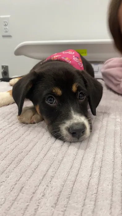 The Beacon Veterinary Associates Picture 4