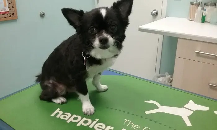 The Beacon Veterinary Associates Picture 3