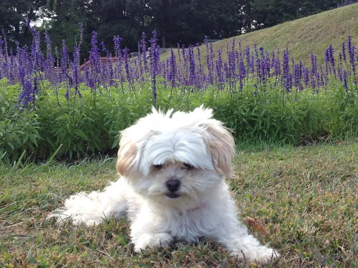 The Beacon Veterinary Associates Picture 8