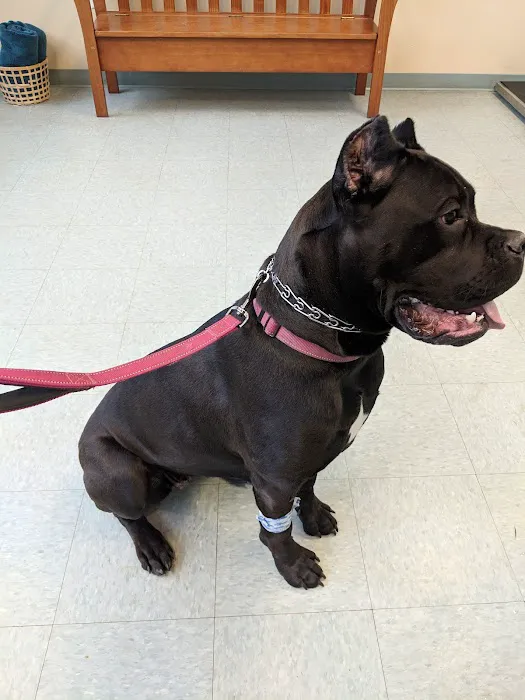 The Beacon Veterinary Associates Picture 7