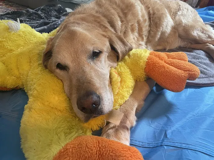 The Beacon Veterinary Associates Picture 9