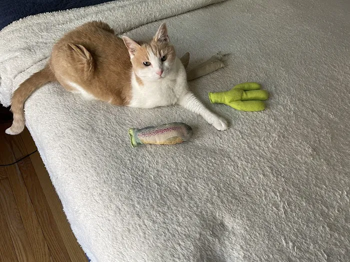 The Beacon Veterinary Associates Picture 10