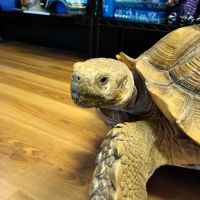 Curious Creatures ico