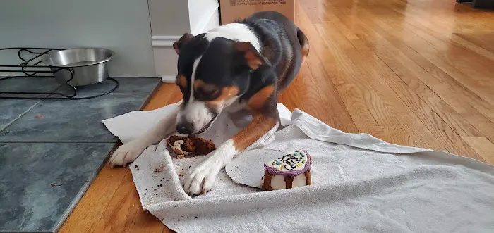 Le Barkery and Spa Picture 2