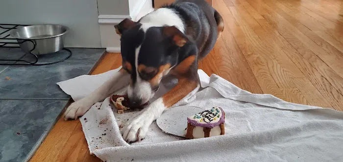 Le Barkery and Spa Picture 4