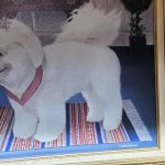 Greenwood Lake Animal Hospital: Goldstein Bennett DVM