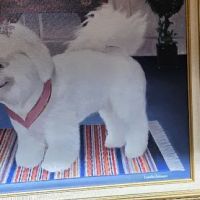 Greenwood Lake Animal Hospital: Goldstein Bennett DVM ico
