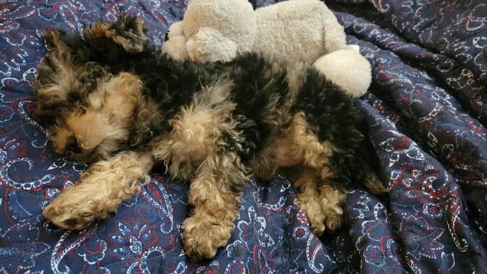 CocoPuppies Picture 5