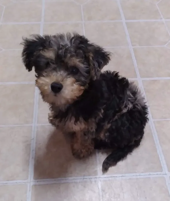 CocoPuppies Picture 3