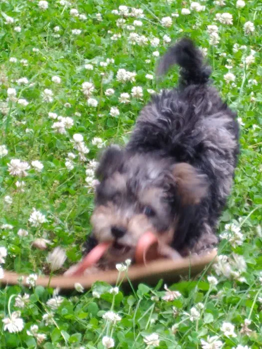 CocoPuppies Picture 4