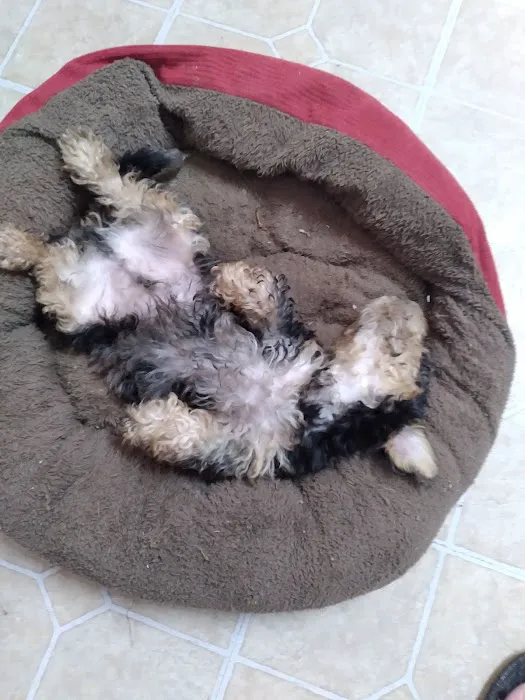 CocoPuppies Picture 1