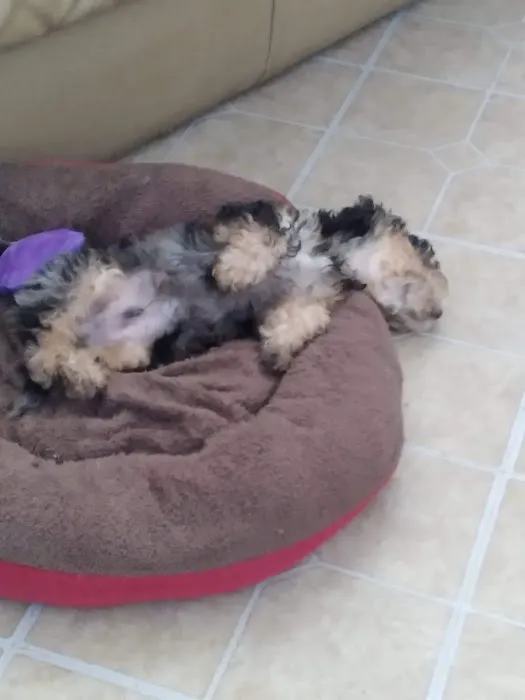 CocoPuppies Picture 2