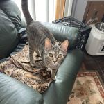 The West Milford Animal Hospital