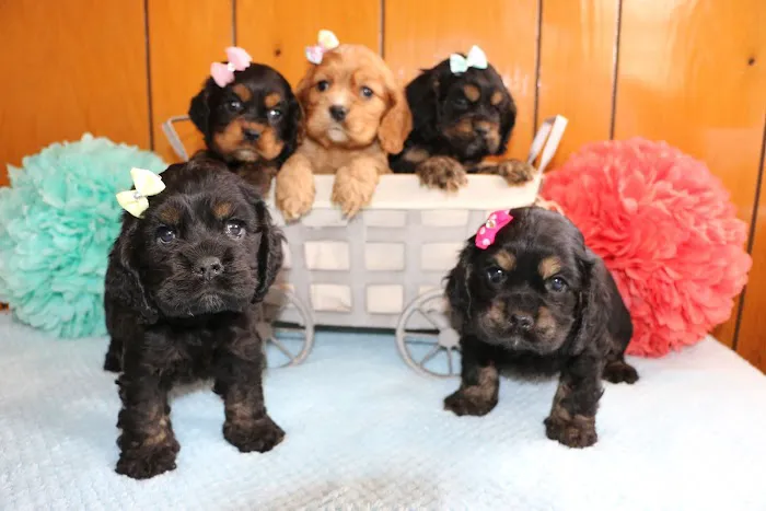 PAWSitive Puppies Picture 7