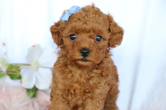 PAWSitive Puppies Picture 9