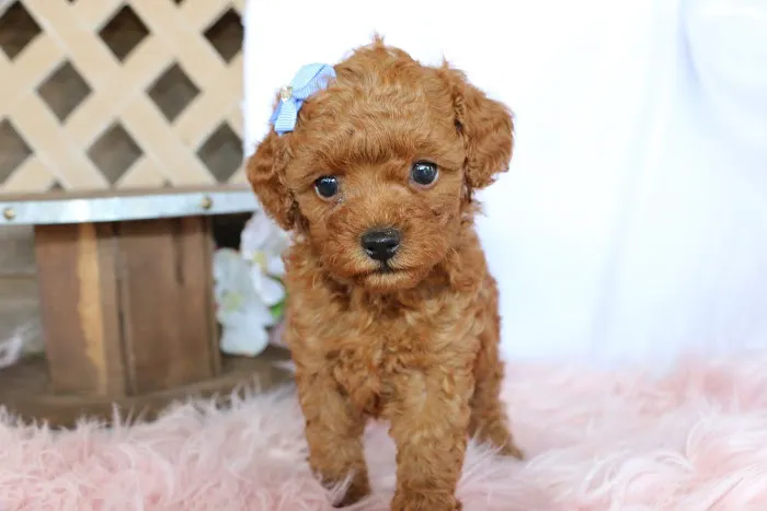 PAWSitive Puppies Picture 3