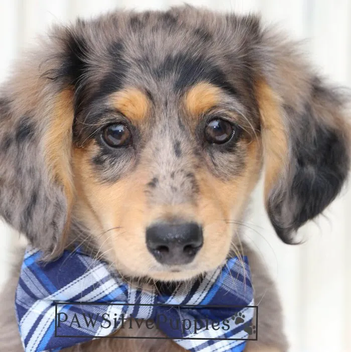 PAWSitive Puppies Picture 10