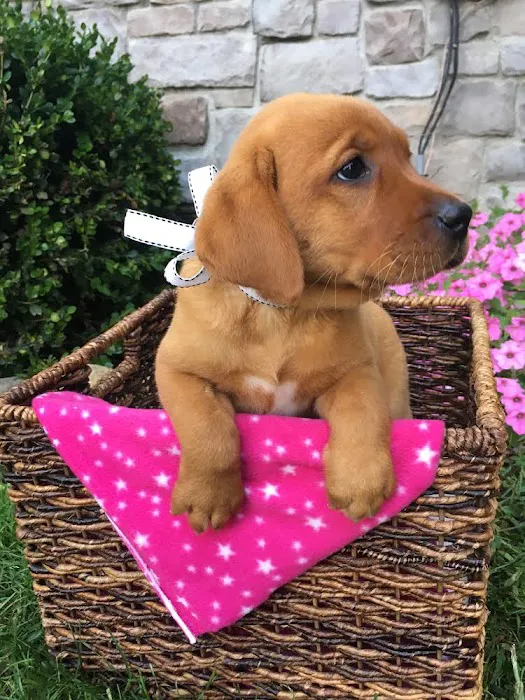 PAWSitive Puppies Picture 5