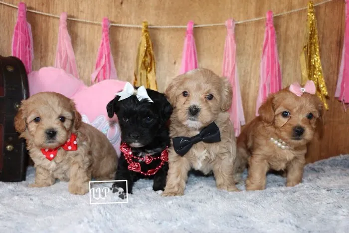 PAWSitive Puppies Picture 4