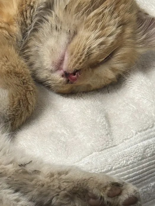 Vernon Veterinary Clinic Picture 7