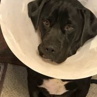 Vernon Veterinary Clinic ico