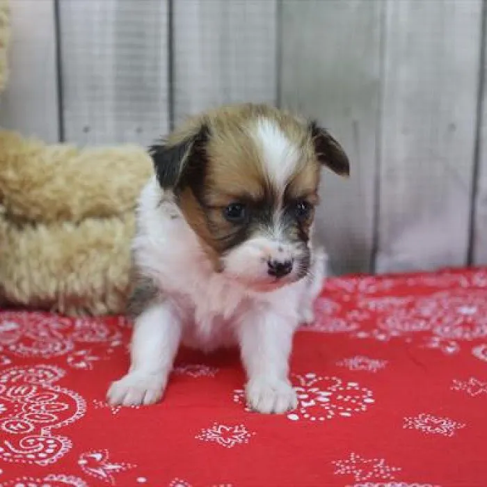 Heart String Healthy Puppies Picture 3