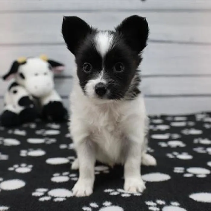 Heart String Healthy Puppies Picture 4