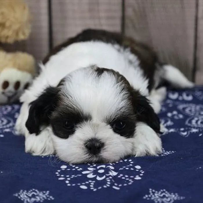 Heart String Healthy Puppies Picture 8