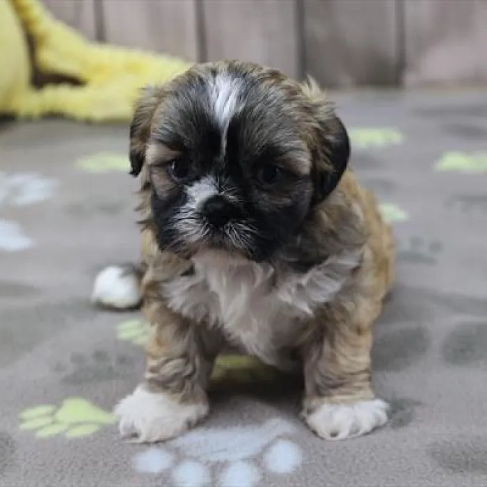 Heart String Healthy Puppies Picture 5