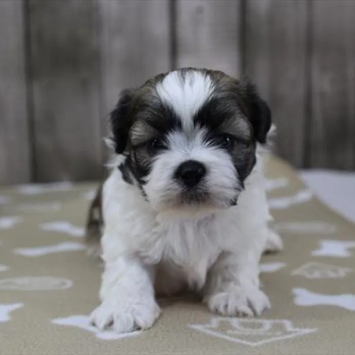 Heart String Healthy Puppies Picture 1