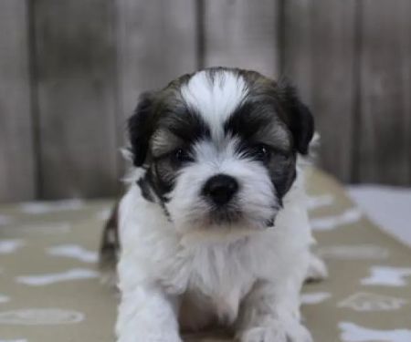 Heart String Healthy Puppies