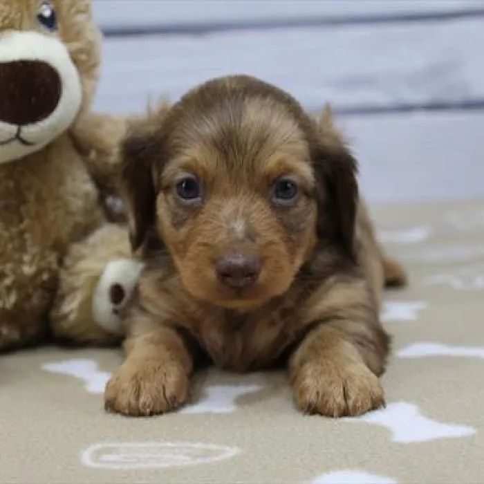 Heart String Healthy Puppies Picture 2