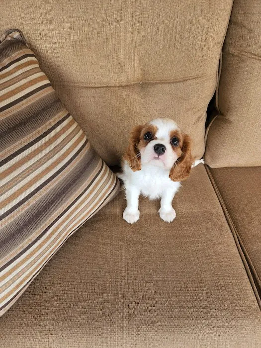 Heart String Healthy Puppies Picture 7