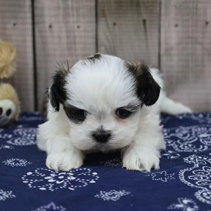 Heart String Healthy Puppies Picture 10