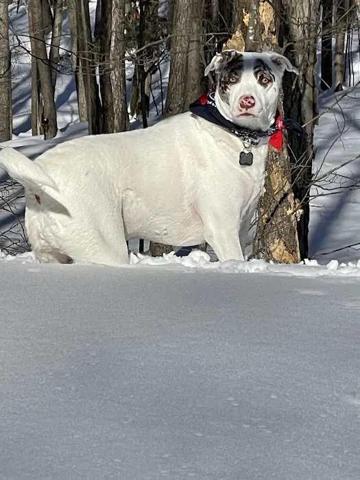 Jockey Hollow Veterinary Practice Picture 3