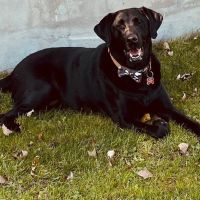 Orchard Grove Animal Hospital ico