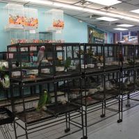 Birdman's Exotics ico