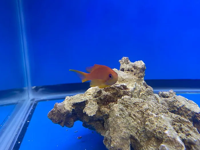 Cape Coral Collectors Picture 4