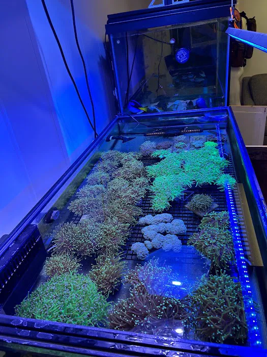 Cape Coral Collectors Picture 1