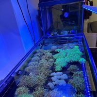 Cape Coral Collectors ico