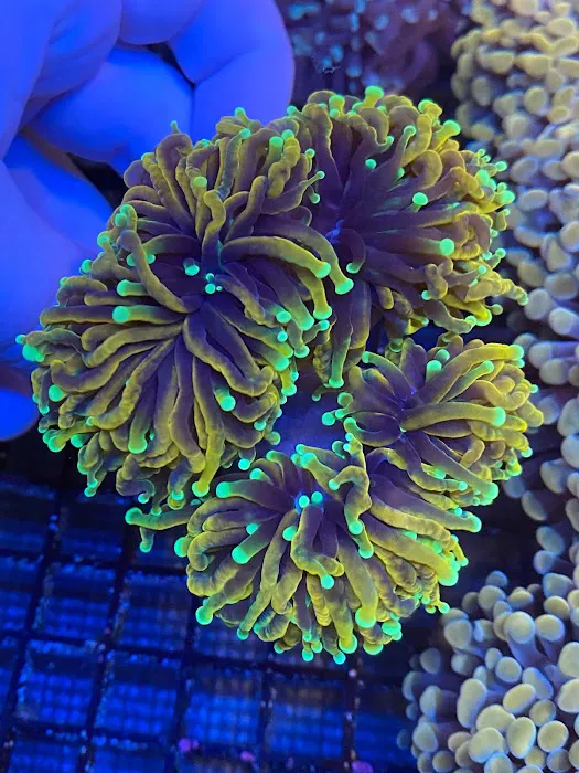 Cape Coral Collectors Picture 3