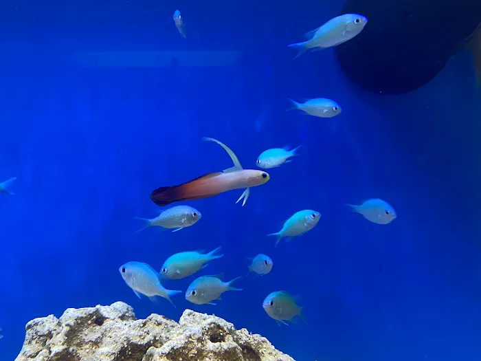 Cape Coral Collectors Picture 2