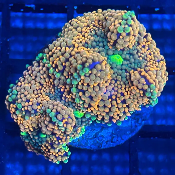 Cape Coral Collectors Picture 6