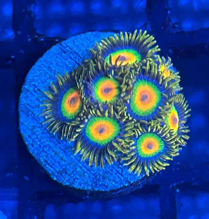 Cape Coral Collectors Picture 8