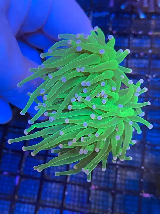 Cape Coral Collectors Picture 9