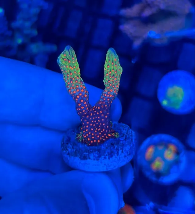 Cape Coral Collectors Picture 5