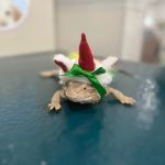 Country Willow Veterinary Hospital