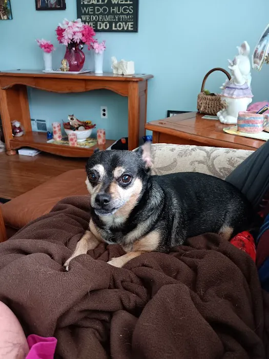 Country Willow Veterinary Hospital Picture 3