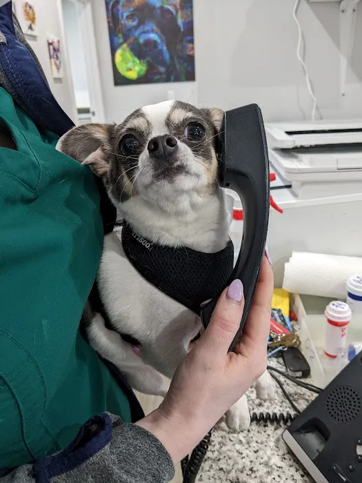 Country Willow Veterinary Hospital Picture 2